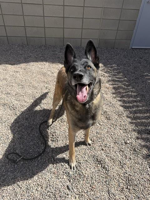 Photo of Seven, adoptable German Shepherd Dog in Mesa, Arizona