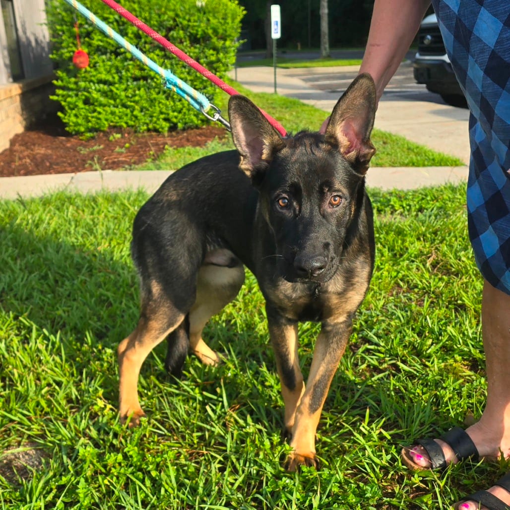Photo of Loki, adoptable Malinois, Belgian / Shepherd, German in Hinesville, Georgia