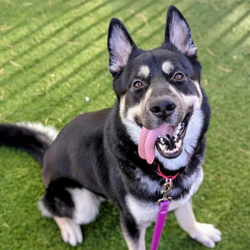 Photo of Max, adoptable Siberian Husky in Las Vegas, Nevada