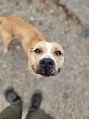Photo of Arlo, adoptable American Staffordshire Terrier in Akron, Ohio