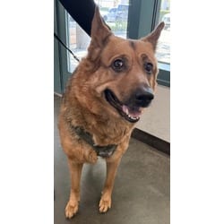Photo of Sadie, adoptable German Shepherd Dog in Chatsworth, California