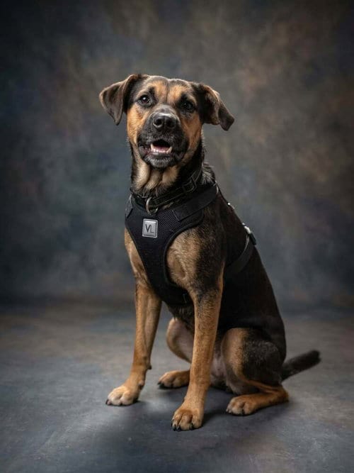 Photo of Nova, adoptable Terrier in Vail, Arizona