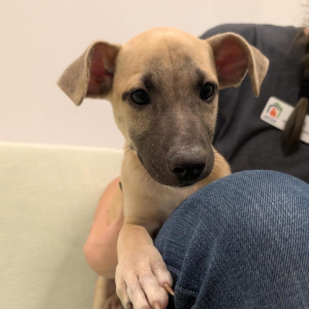 Photo of Almond, adoptable Mixed Breed (Medium) in Dayton, Ohio