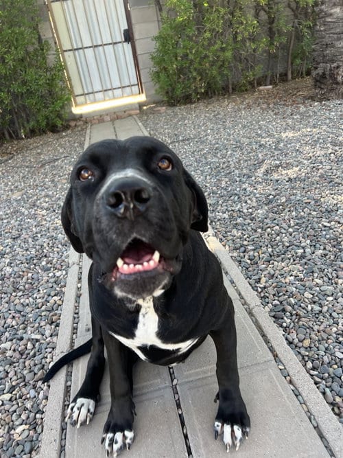 Photo of Mabel, adoptable Mastiff in Goodyear, Arizona