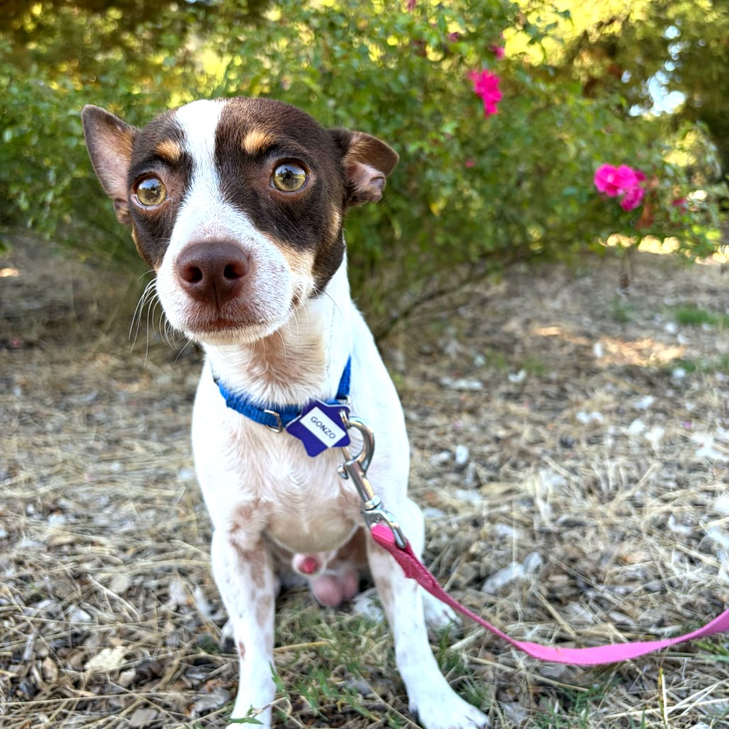 Photo of Gonzo, adoptable Chihuahua / Mixed Breed (Small) in San Francisco, California