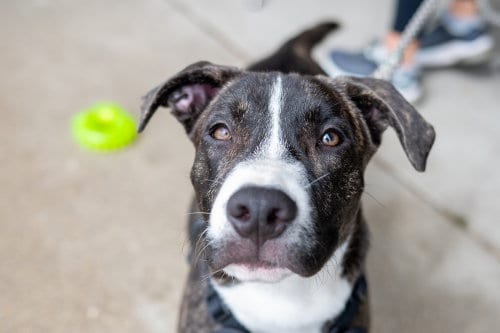 Photo of Porter Wagoner, adoptable Pit Bull Terrier in Mundelein, Illinois