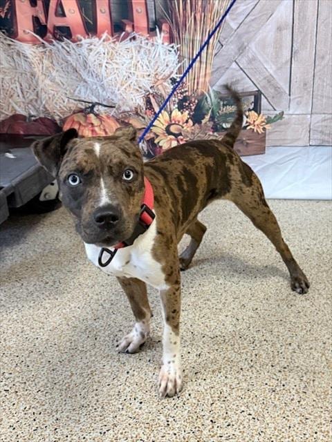 Photo of Pepper, adoptable Catahoula Leopard Dog in Miami, Florida