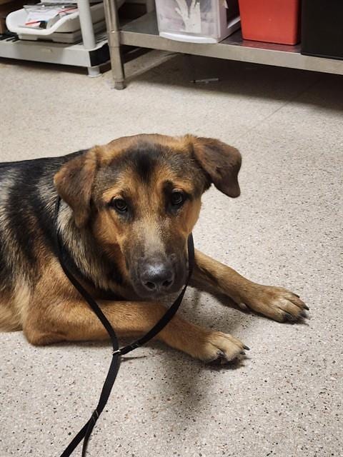 Photo of Baymax, adoptable German Shepherd Dog in Bakersfield, California