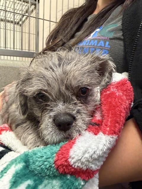 Photo of Storm, adoptable French Bulldog in Rancho Cucamonga, California
