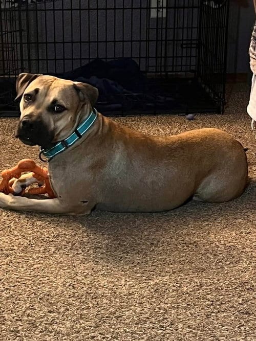 Photo of Camille, adoptable American Pit Bull Terrier in Polson, Montana