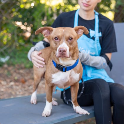 Photo of Justin James, adoptable dog in Chamblee, Georgia