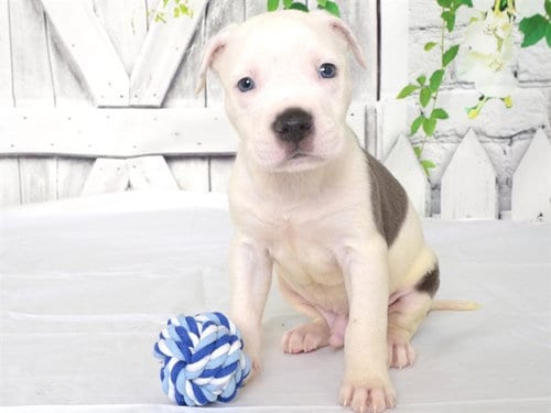 Photo of Ludacris, adoptable Pit Bull Terrier in Oroville, California