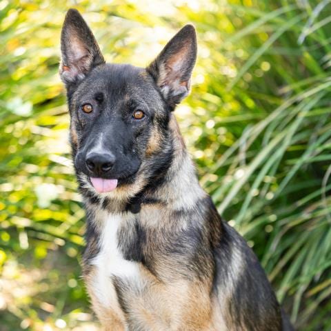 Photo of Greta, adoptable German Shepherd Dog in Camarillo, California