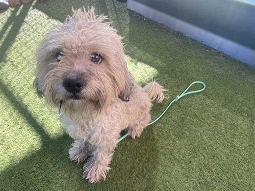 Photo of River, adoptable Poodle (Miniature) in Phoenix, Arizona