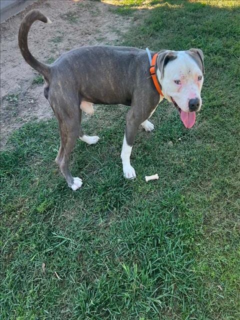 Photo of Tom, adoptable Pit Bull Terrier in Conroe, Texas