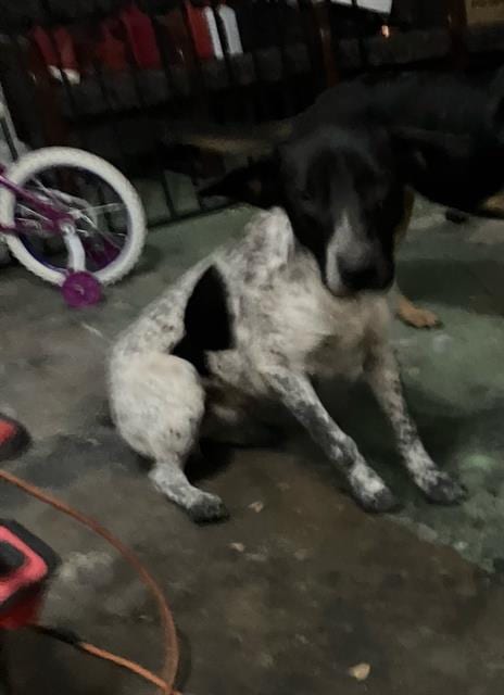 Photo of Blue, adoptable Mixed Breed