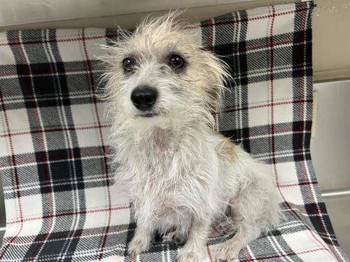 Photo of Cherry, adoptable Wirehaired Fox Terrier in HESPERIA, California