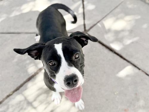 Photo of Betsy, adoptable Boxer in Martinez, California