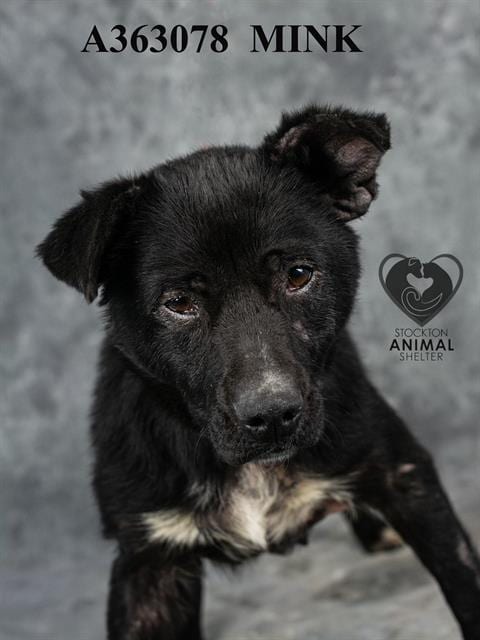 Photo of Mink, adoptable Australian Cattle Dog/Blue Heeler in Stockton, California