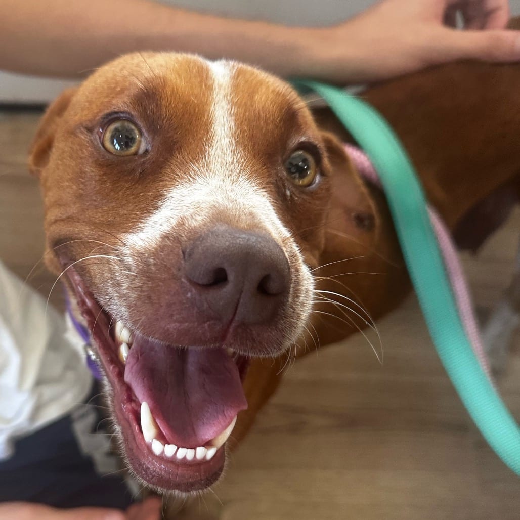 Photo of Penny, adoptable Hound / Mix in Chapel Hill, North Carolina