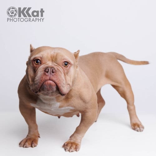 Photo of Olivia, adoptable French Bulldog in Crescent, Oklahoma