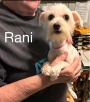 Photo of Rani, adoptable Maltese in West Bloomfield, Michigan