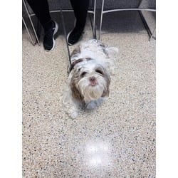 Photo of Bruno, adoptable Shih Tzu in Doral, Florida