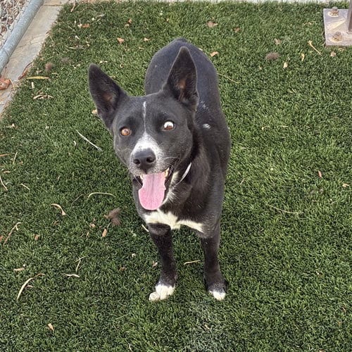 Photo of Sheera, adoptable Australian Cattle Dog/Blue Heeler in Castaic, California