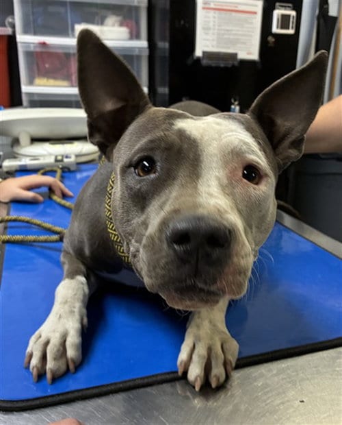 Photo of Mist, adoptable American Pit Bull Terrier in Phoenix, Arizona