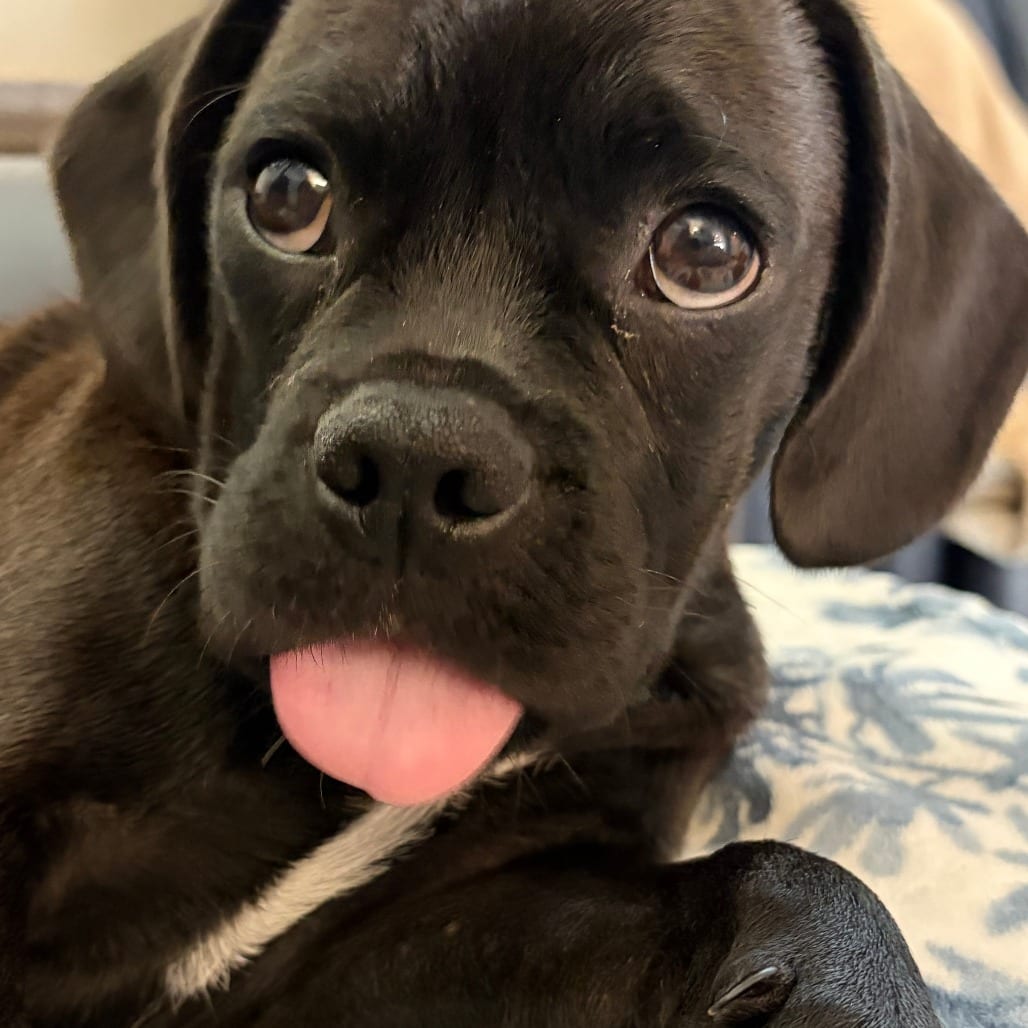 Photo of Junie, adoptable Pug / Beagle in Raleigh area, North Carolina