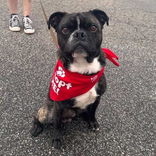Photo of Rocky (Rocco), adoptable Boston Terrier in Muskegon, Michigan