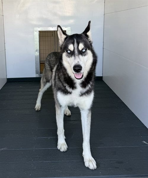 Photo of Jimmy, adoptable Siberian Husky in San Bernardino, California
