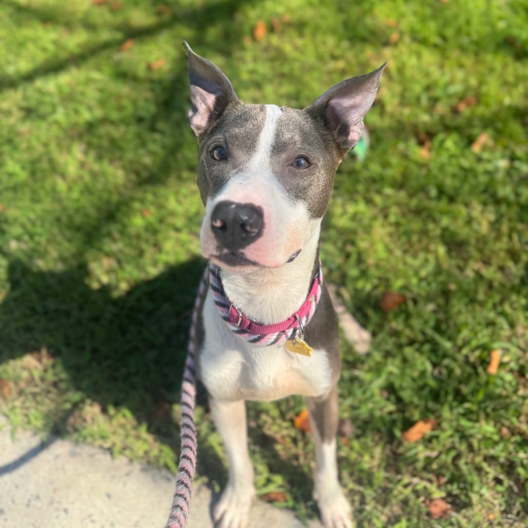 Photo of Heartbreaker, adoptable Mixed Breed (Medium) in Jersey City, New Jersey