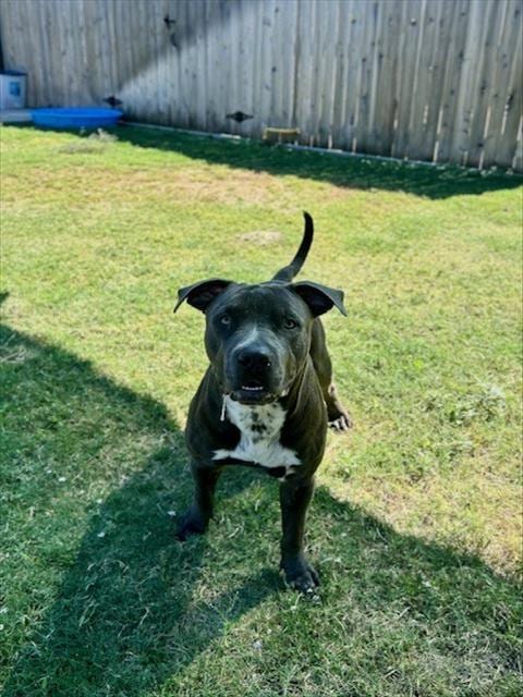 Photo of B.B, adoptable Pit Bull Terrier in Temple, Texas