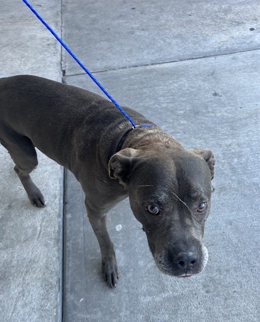 Photo of Mark, adoptable Pit Bull Terrier mix in Miami, Florida