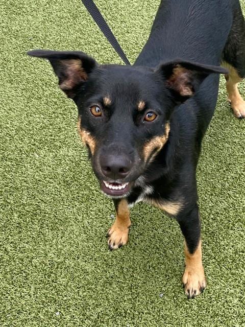 Photo of Emma, adoptable Australian Kelpie in Fayetteville, North Carolina