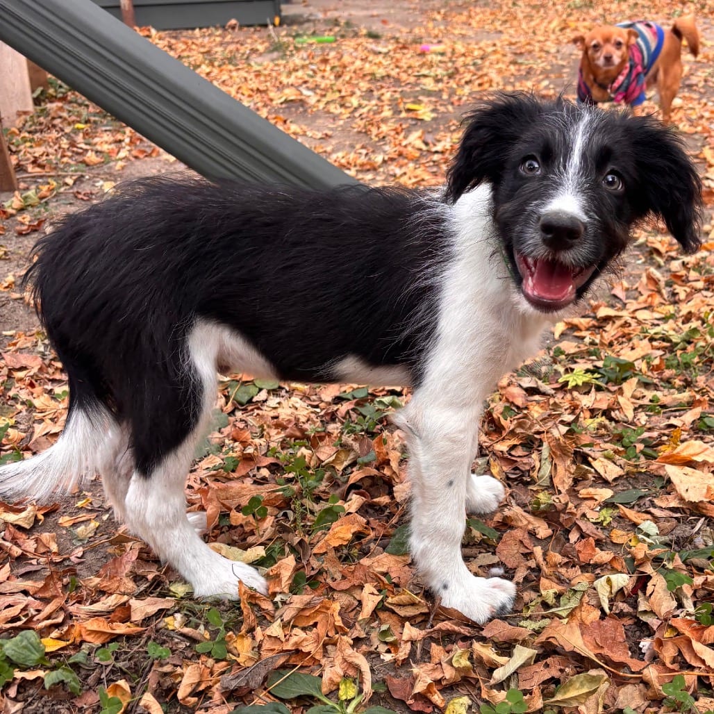 Photo of Pickled, adoptable Mixed Breed (Medium) in Buffalo, Minnesota