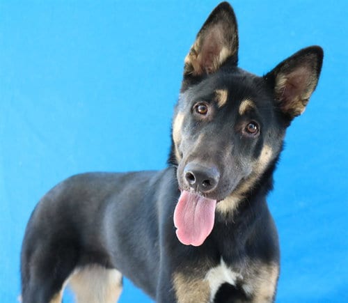 Photo of Dakota, adoptable German Shepherd Dog in Baldwin Park, California