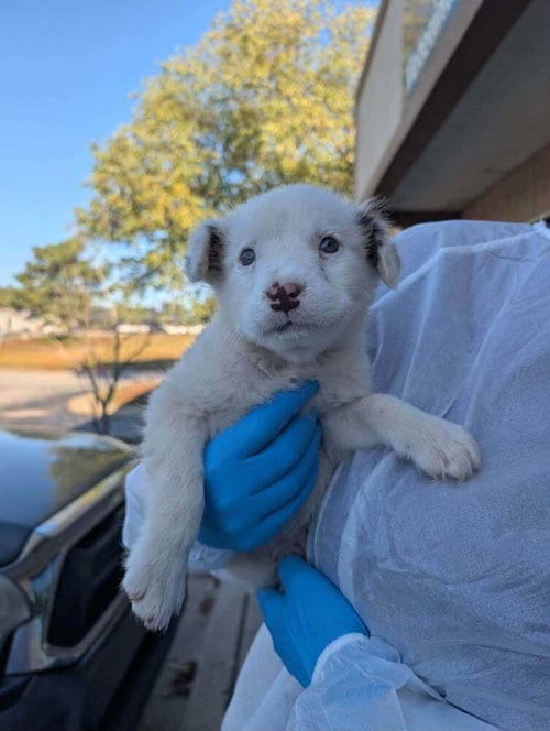 Photo of Aspen (SC), adoptable Terrier in New York, New York