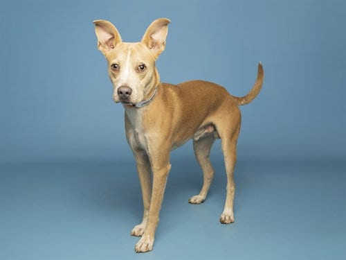Photo of Snickers, adoptable Chihuahua in Phoenix, Arizona