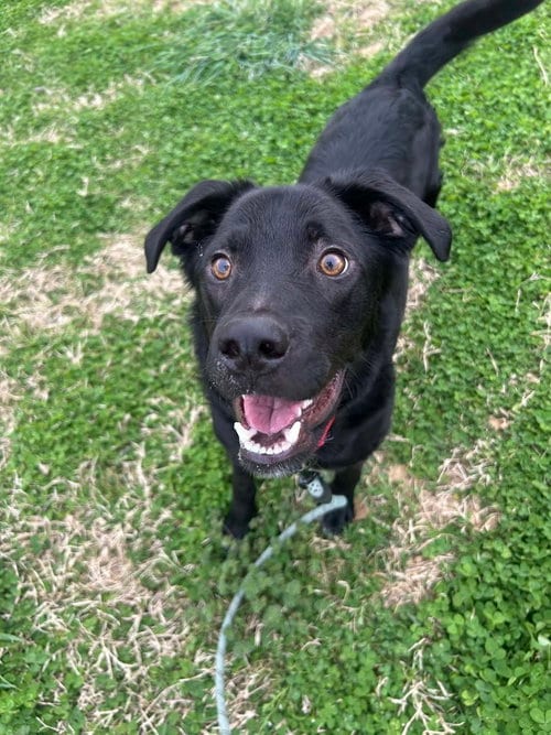 Photo of Barney, adoptable Labrador Retriever in Evansville, Indiana