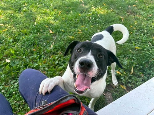 Photo of Manchi, adoptable Pit Bull Terrier in St Peters, Missouri