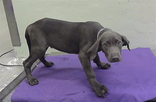 Photo of Leeland, adoptable Doberman Pinscher in Houston, Texas