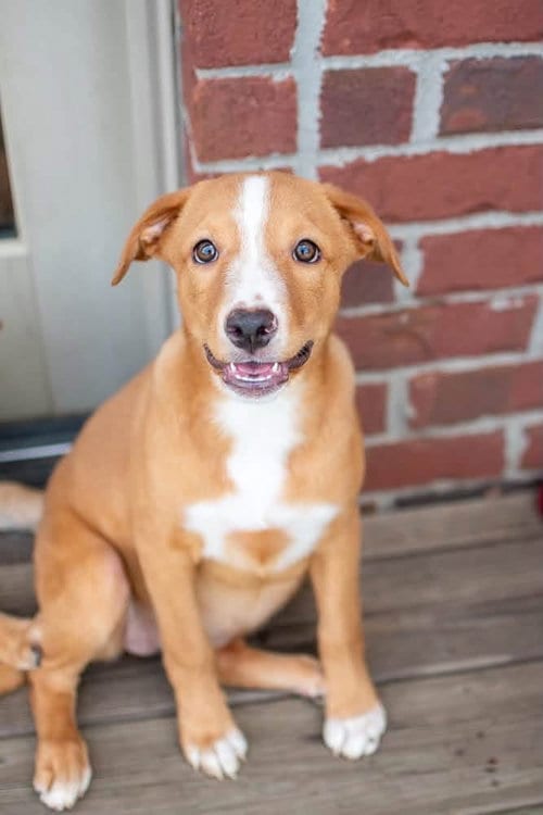 Photo of Cheese, adoptable Labrador Retriever in Germantown, Ohio