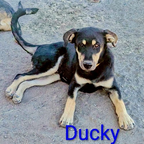 Photo of Ducky, adoptable Shepherd in Yreka, California