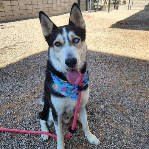 Photo of Toby, adoptable Husky in Mesa, Arizona
