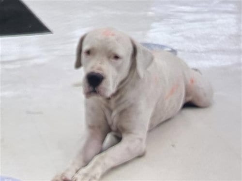 Photo of A662244, adoptable American Pit Bull Terrier in Houston, Texas