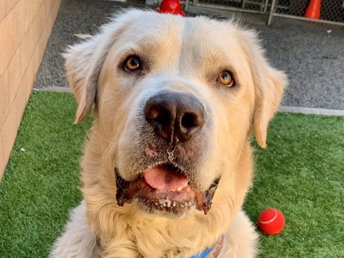Photo of Casper, adoptable Great Pyrenees in Moreno Valley, California
