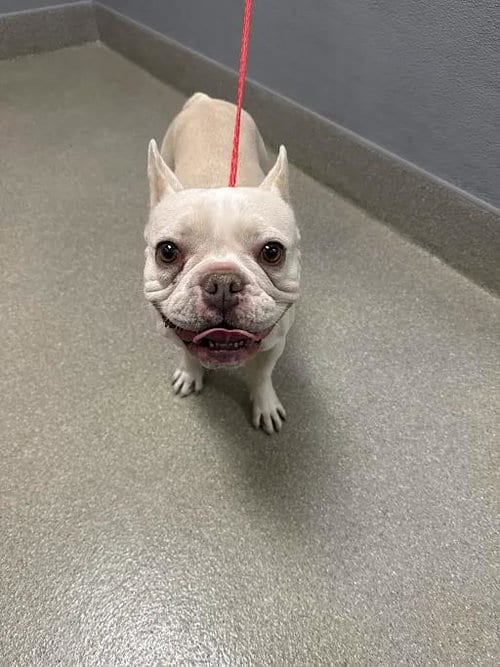 Photo of Honeycomb, adoptable French Bulldog in Las Vegas, Nevada