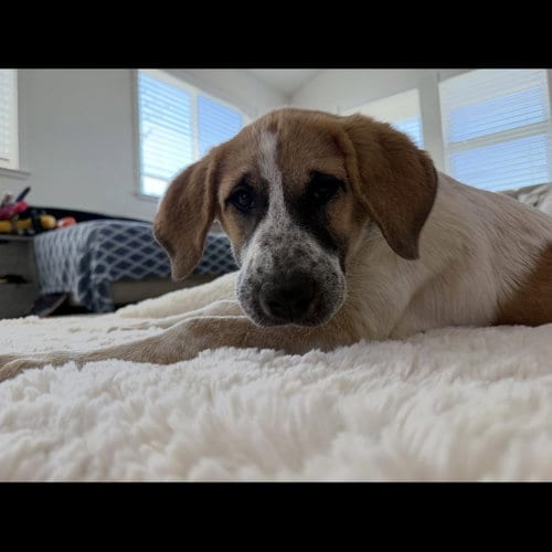 Photo of Daisy, adoptable Anatolian Shepherd in Hayward, California